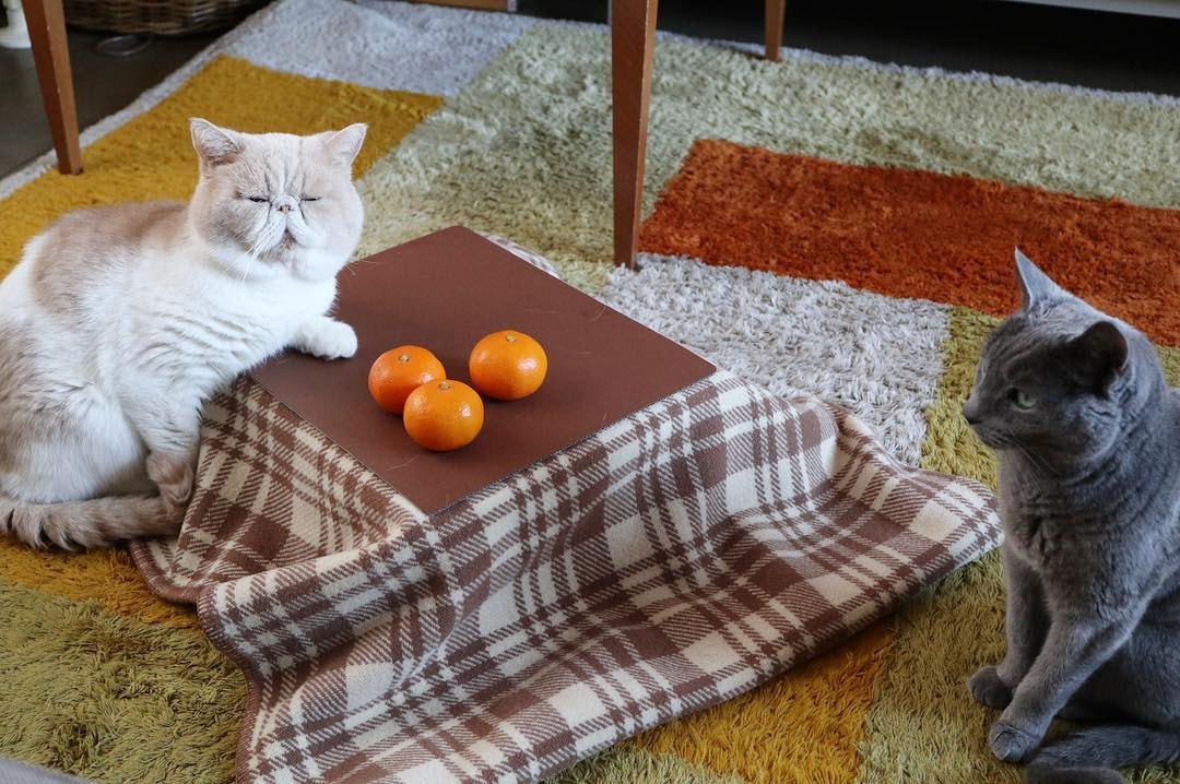 日本网店出奇招拉生意，橘子箱可变成猫用被炉，引得猫奴买箱还橘