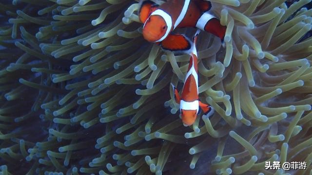 菲律宾马尼拉小马尔代夫攻略,菲律宾小马尔代夫度假村