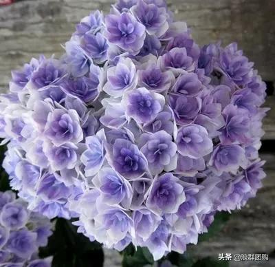 十种好看的绣球,最好看的绣球花视频