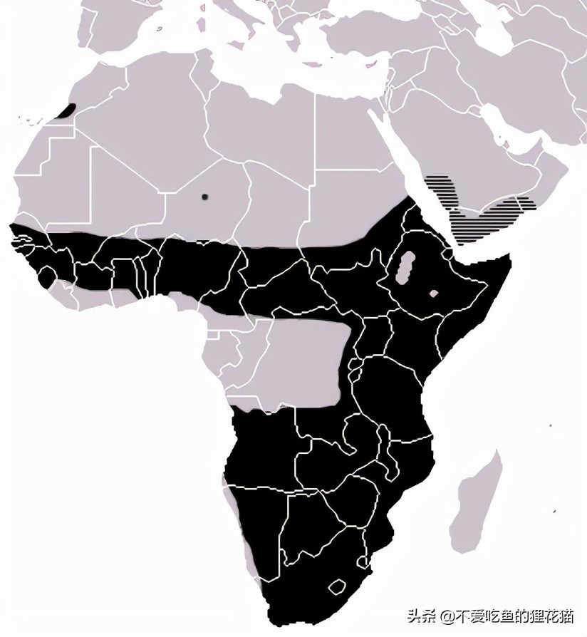 要不是因为强大的繁殖和适应能力，也许它会被天敌吃成濒危动物