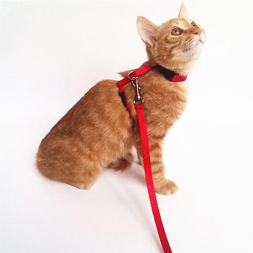 怎样让猫咪变成粘人小猫,要怎么驯服一只小猫