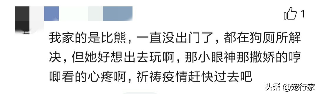 疫情期间多地禁止遛狗！狗在家不上厕所怎么办？无聊拆家怎么办？