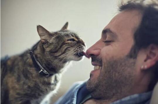 猫咪喜欢舔塑料是什么原因,洗完头猫咪喜欢舔主人头发