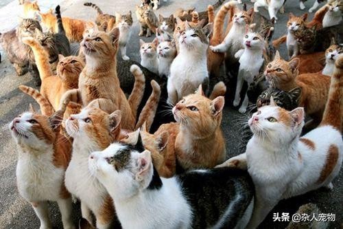 流浪猫怎么和狗和睦相处,流浪猫和流浪狗是怎么出现