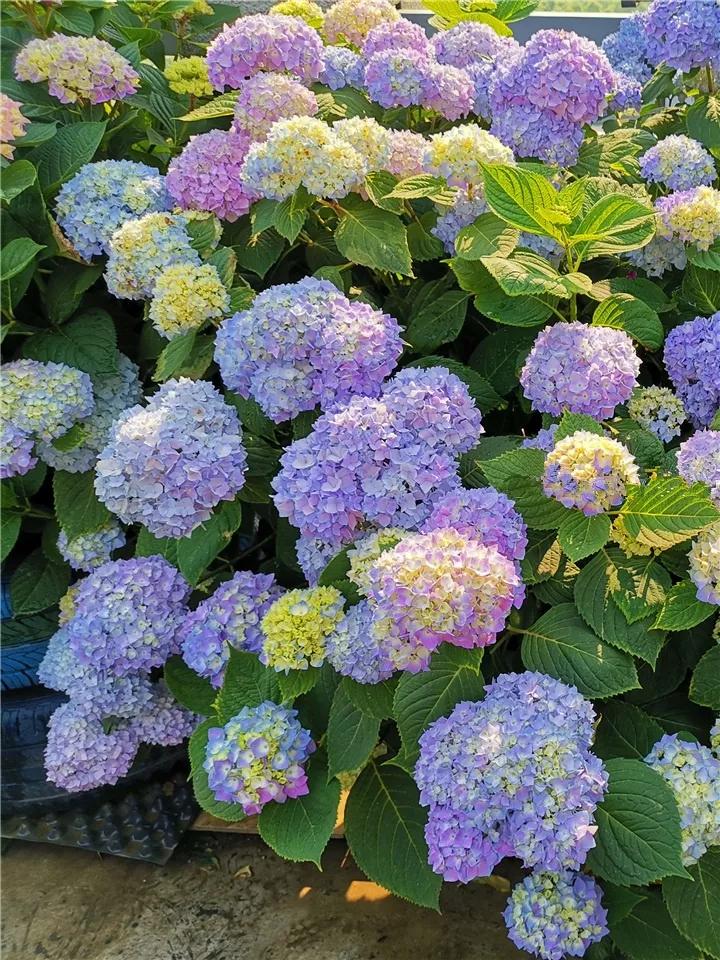 花卉叶子喷什么水好,什么溶液喷花卉叶子最好