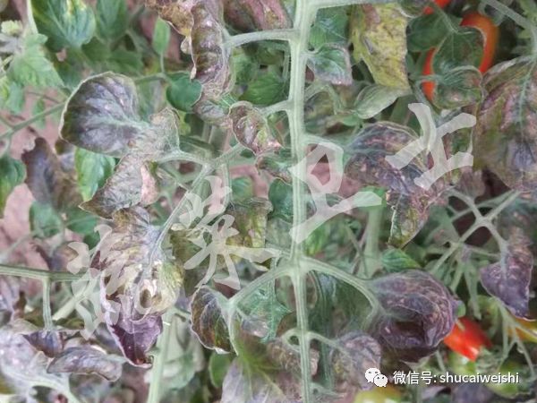 蔬菜叶片畸形卷叶是什么原因,蔬菜种植为什么卷叶