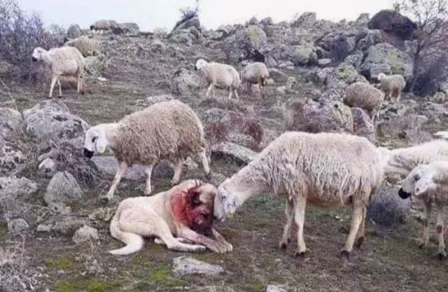 如果要找工作，你家傻狗除了卖萌还能干什么？