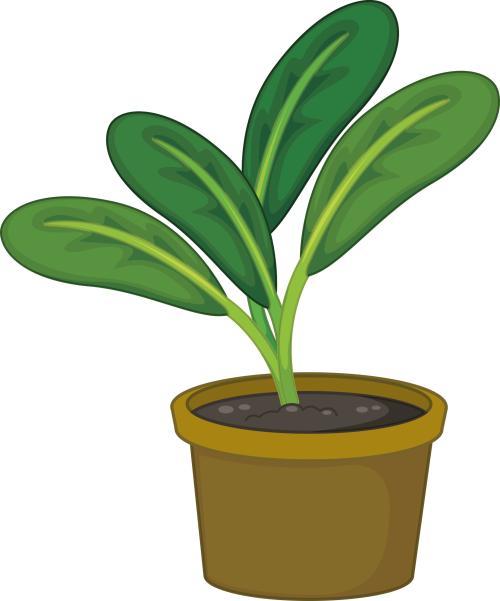 碧玉花的养护,碧玉养护方法及关注事项