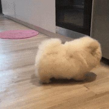 捡了一只流浪狗黑色泰迪,捡到一只流浪雪纳瑞