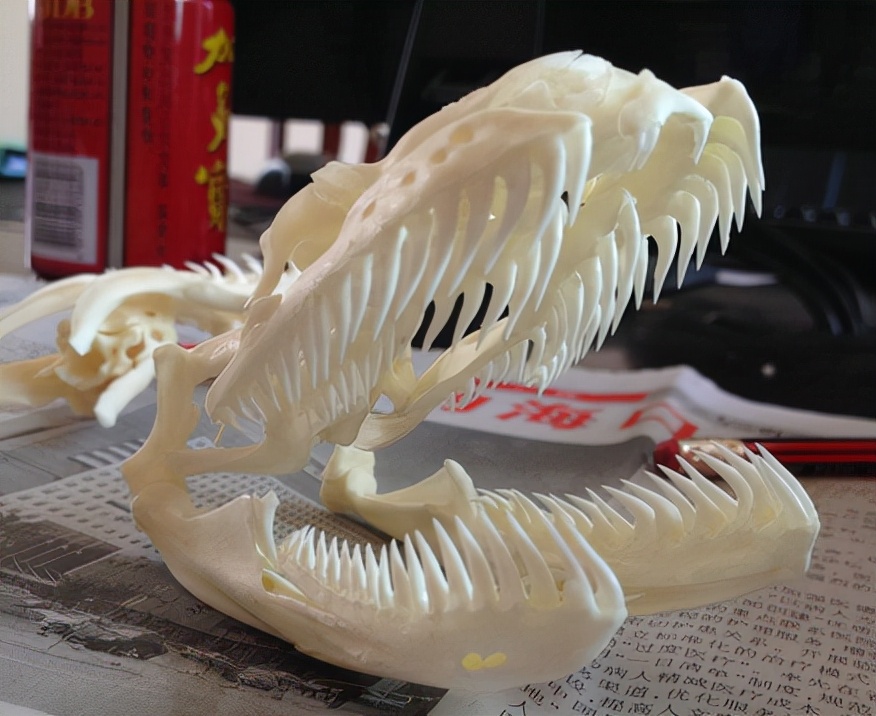 可怕40斤巨蟒藏天花板,吓人巨蟒