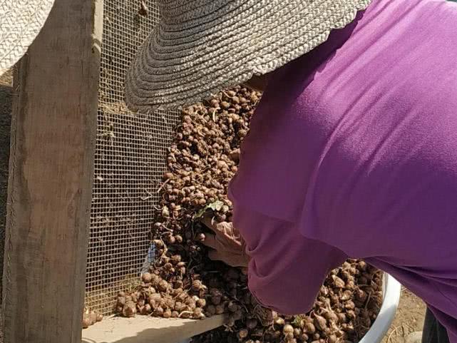 30年前2毛一斤，山上随便挖，如今1斤直逼50元，靠种植才够用