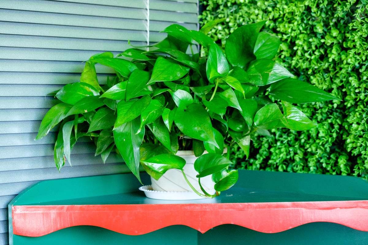 花盆土盐碱化怎么办,解决盆栽土壤盐碱化的有效措施