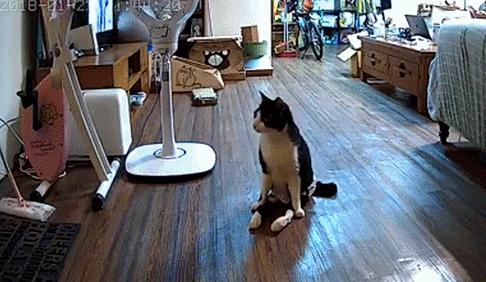 因为爱，瘫痪14年的猫咪一直在创造奇迹