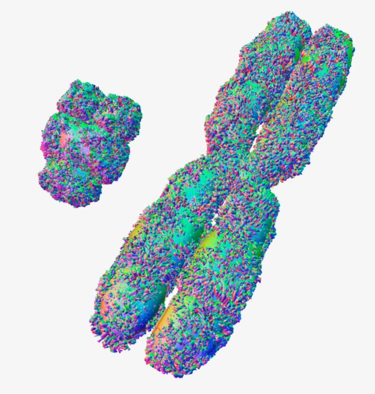 y染色体500万年后消失了吗,男性y染色体正在消失