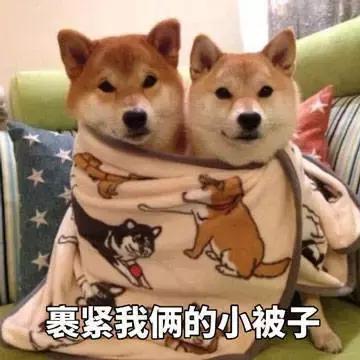 真香预警有哪些,怎样通过宠物粪便判断健康