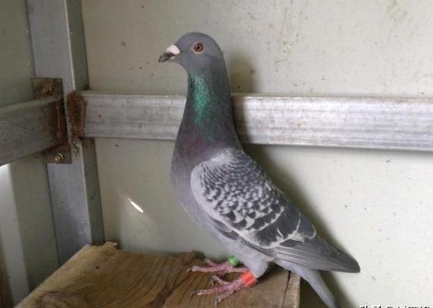 幼鸽开家不爱飞什么原因,两个月的鸽子不爱飞怎么解决