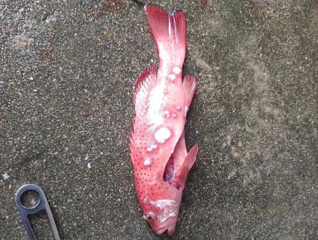 石斑鱼溶藻弧菌怎么治疗,石斑鱼主要病害