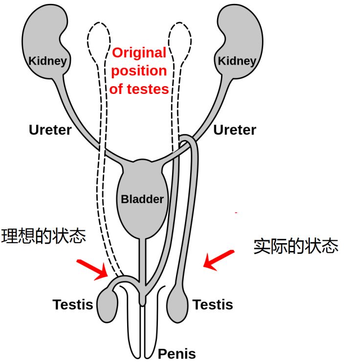 科学家说人是由鱼进化而来，那么现在人体内还保留着哪些证据呢？