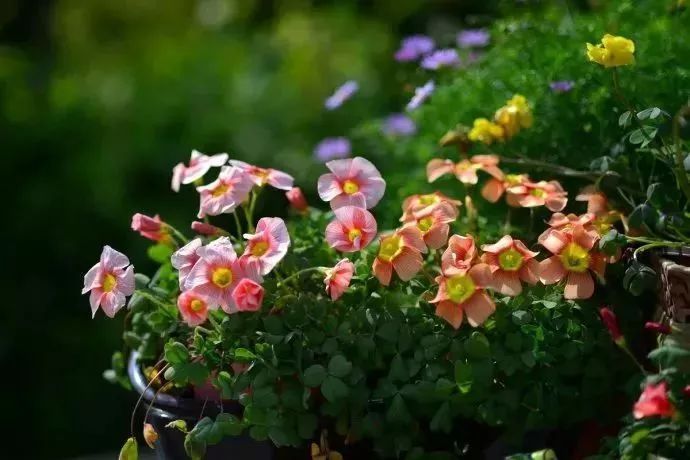 看到花的时候，不知是什么花？那就收下这份百花图谱