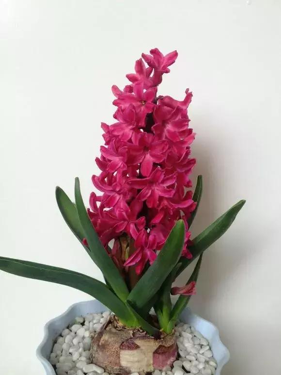 风信子开完花后一直在土里可以吗,开过花的风信子种球怎样处理