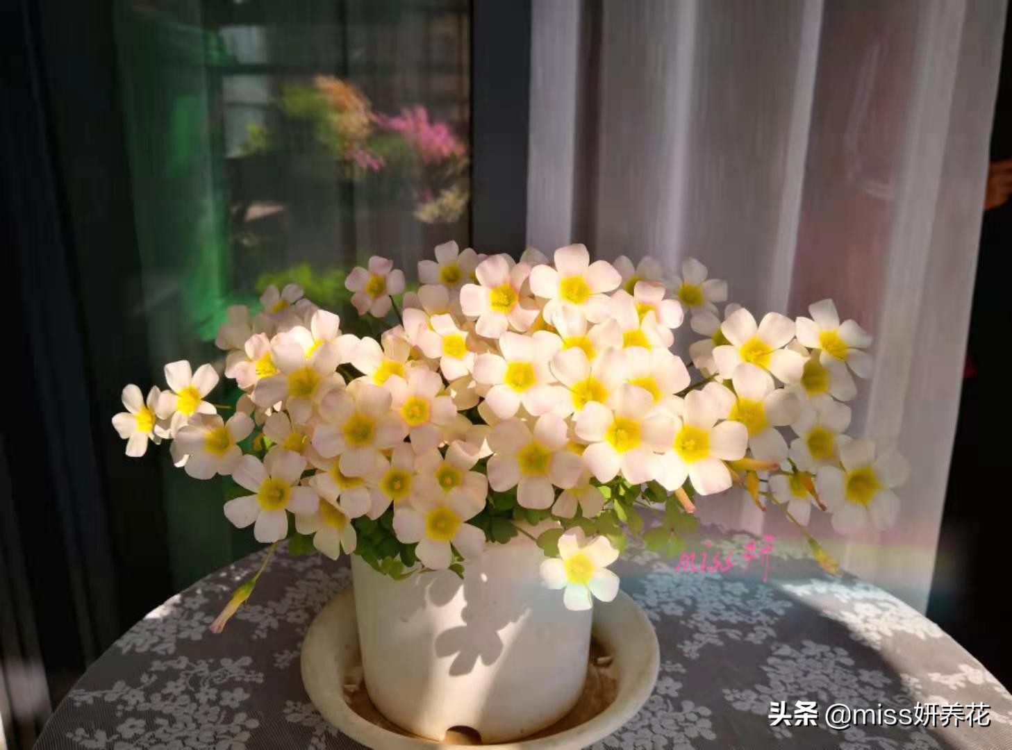 酢浆草种球品种图鉴大全,酢浆草种球品种图鉴