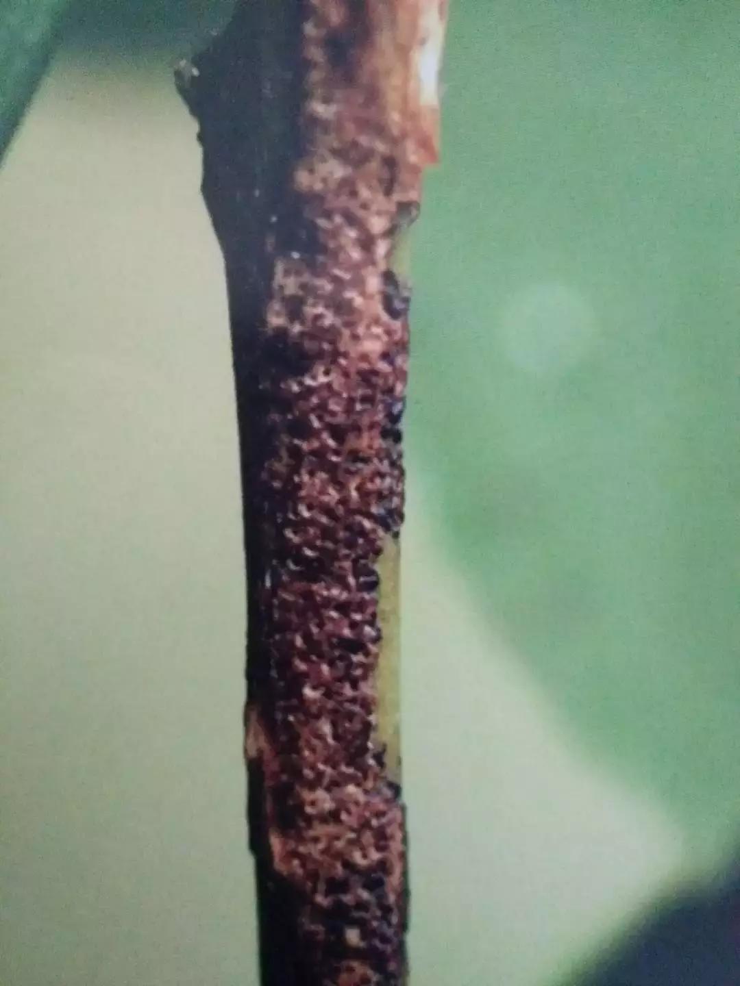 柑橘落果病害图谱大全,柑橘树的果树病害图谱