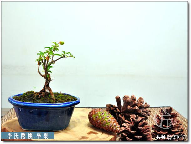 盆景李氏樱桃开花不结果,麻雀虽小五脏俱全小品