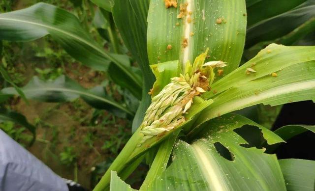 预防植物生虫可以用什么药,植物长虫可以用消毒水喷吗