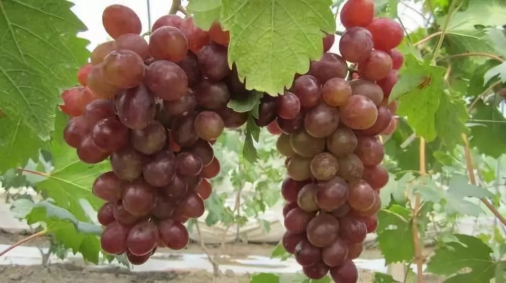 上海人游广州,上海人游浙江