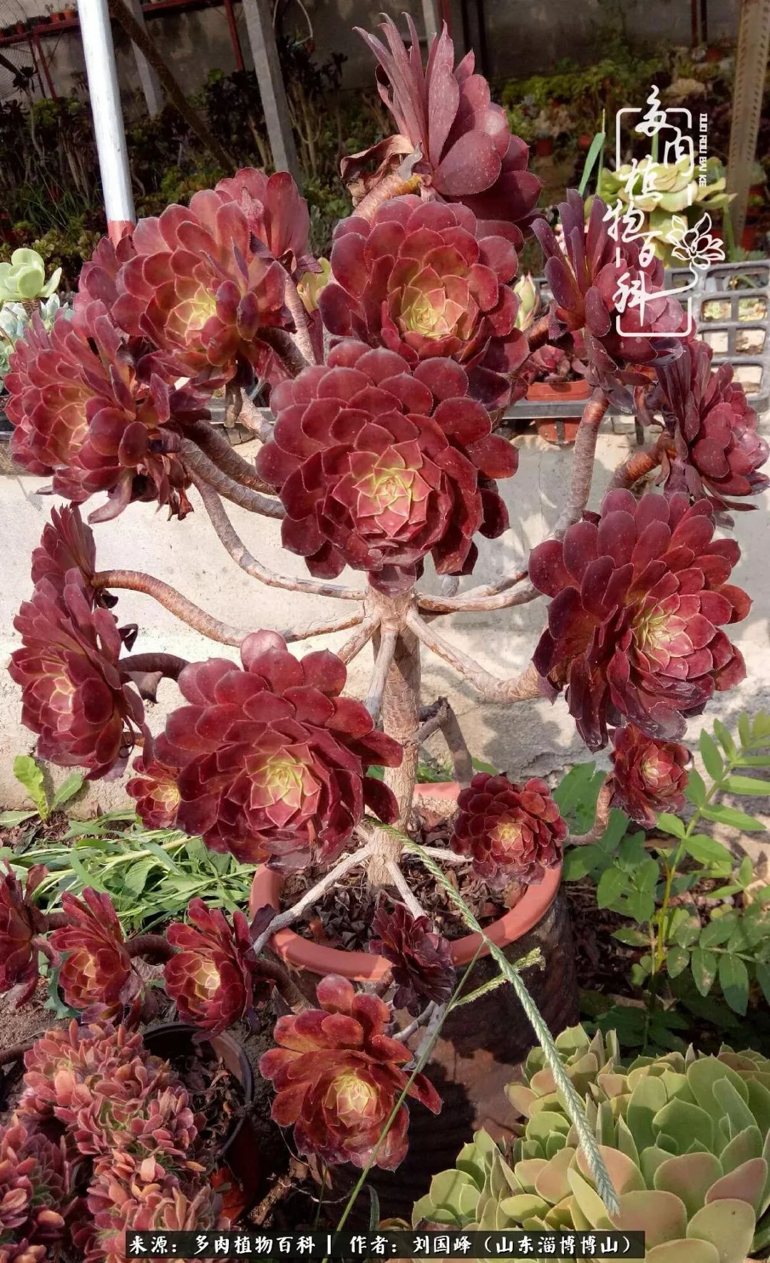 多肉安全度夏技巧,多肉如何度夏教学