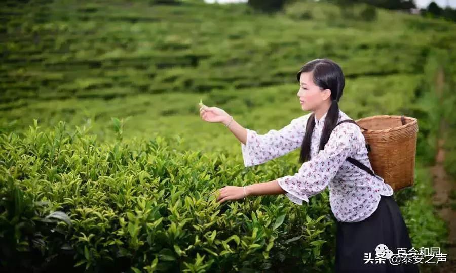 泰山百合和园简介,泰山百合和园