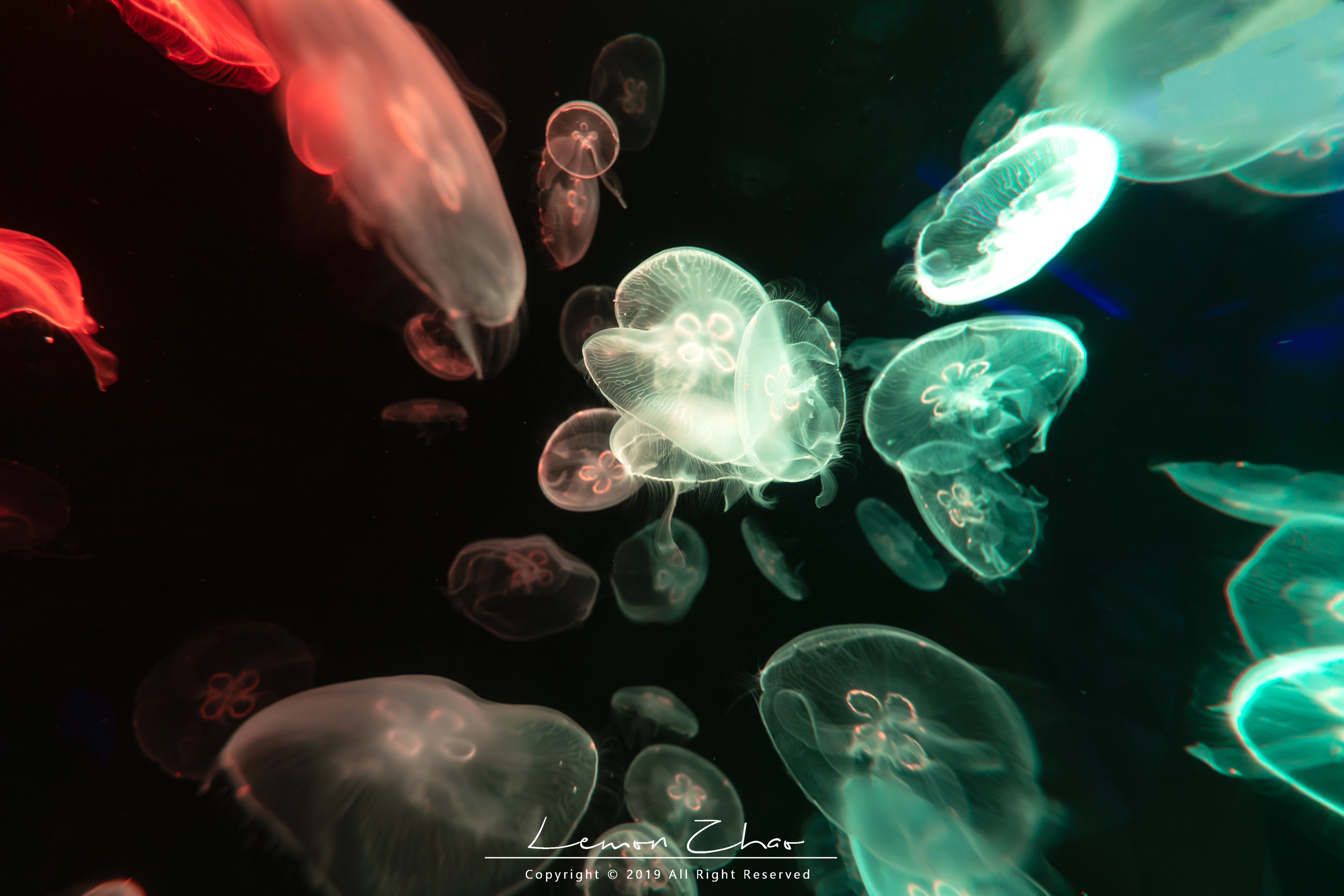 新加坡圣淘沙适合玩几天,新加坡圣淘沙一日游攻略