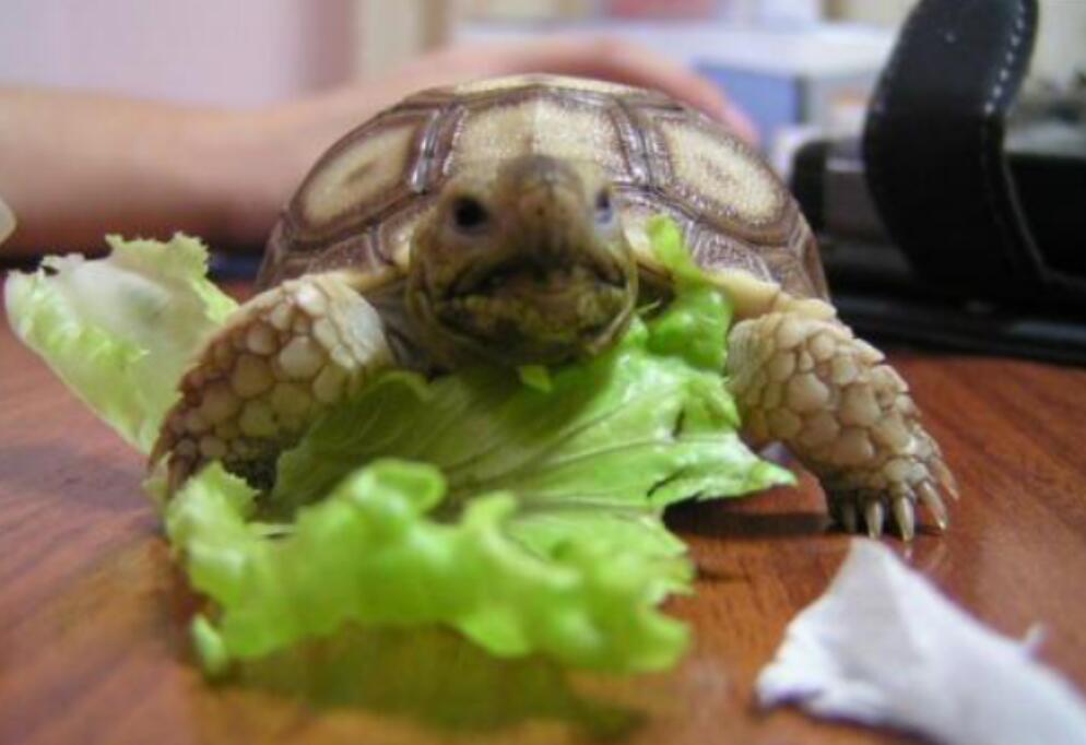 苏卡达陆龟被丢垃圾桶了,苏卡达陆龟乌龟火化