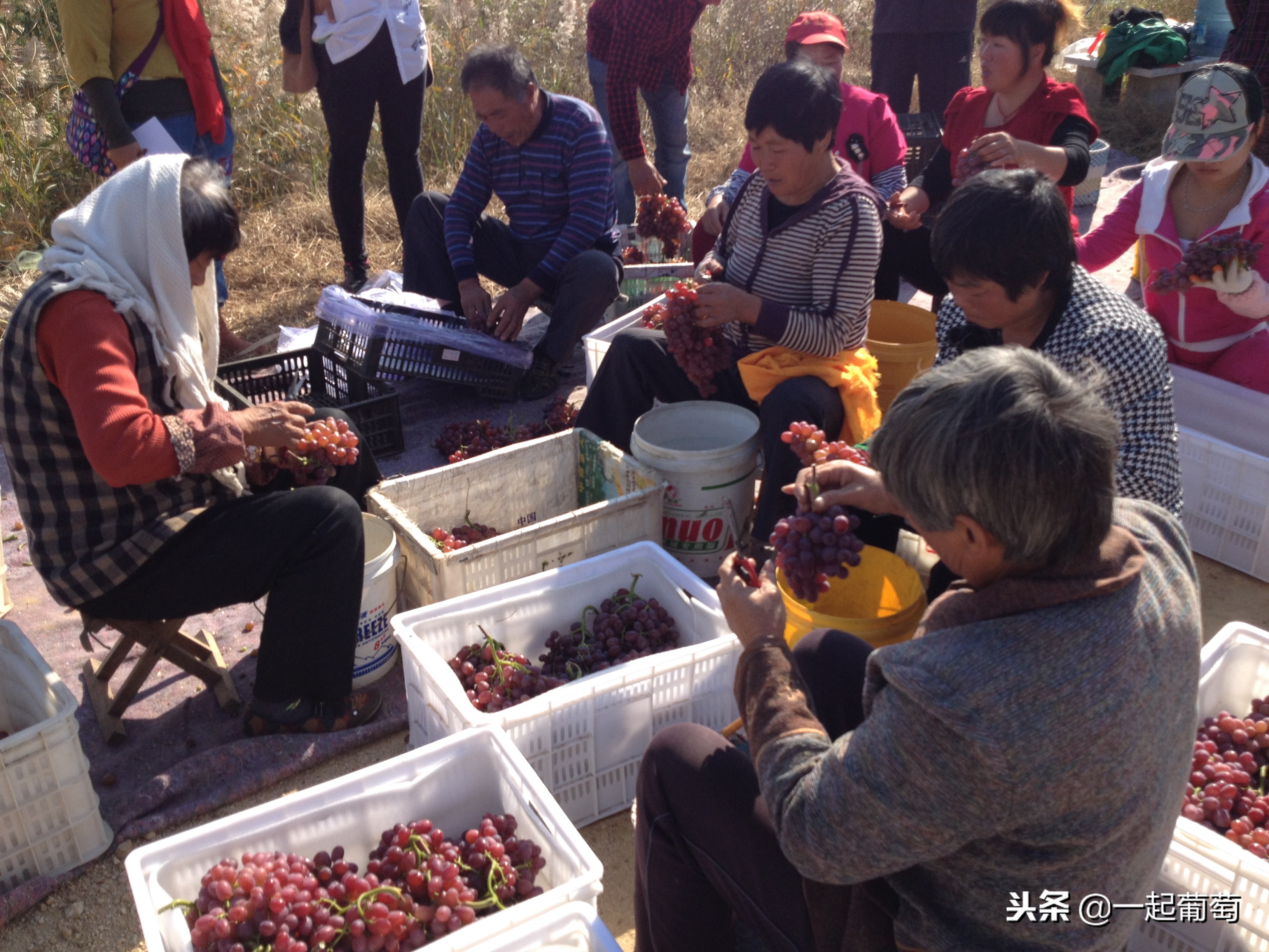 葡萄的来历小故事,收葡萄什么梗