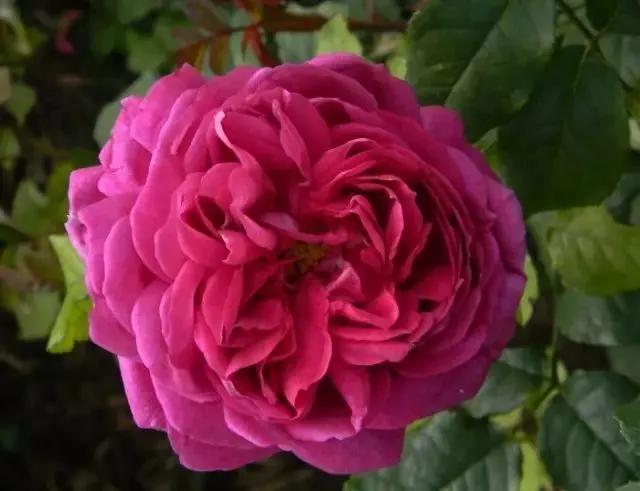 每天学习一点点各种花代表的花语,每天学习一朵花知识