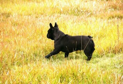 宠物医生雄爸：犬瘟热（犬瘟）怎么办或许这些办法能帮到你？