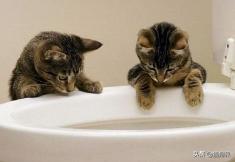 猫咪喝脏水没事吧,好奇怪的猫咪视频