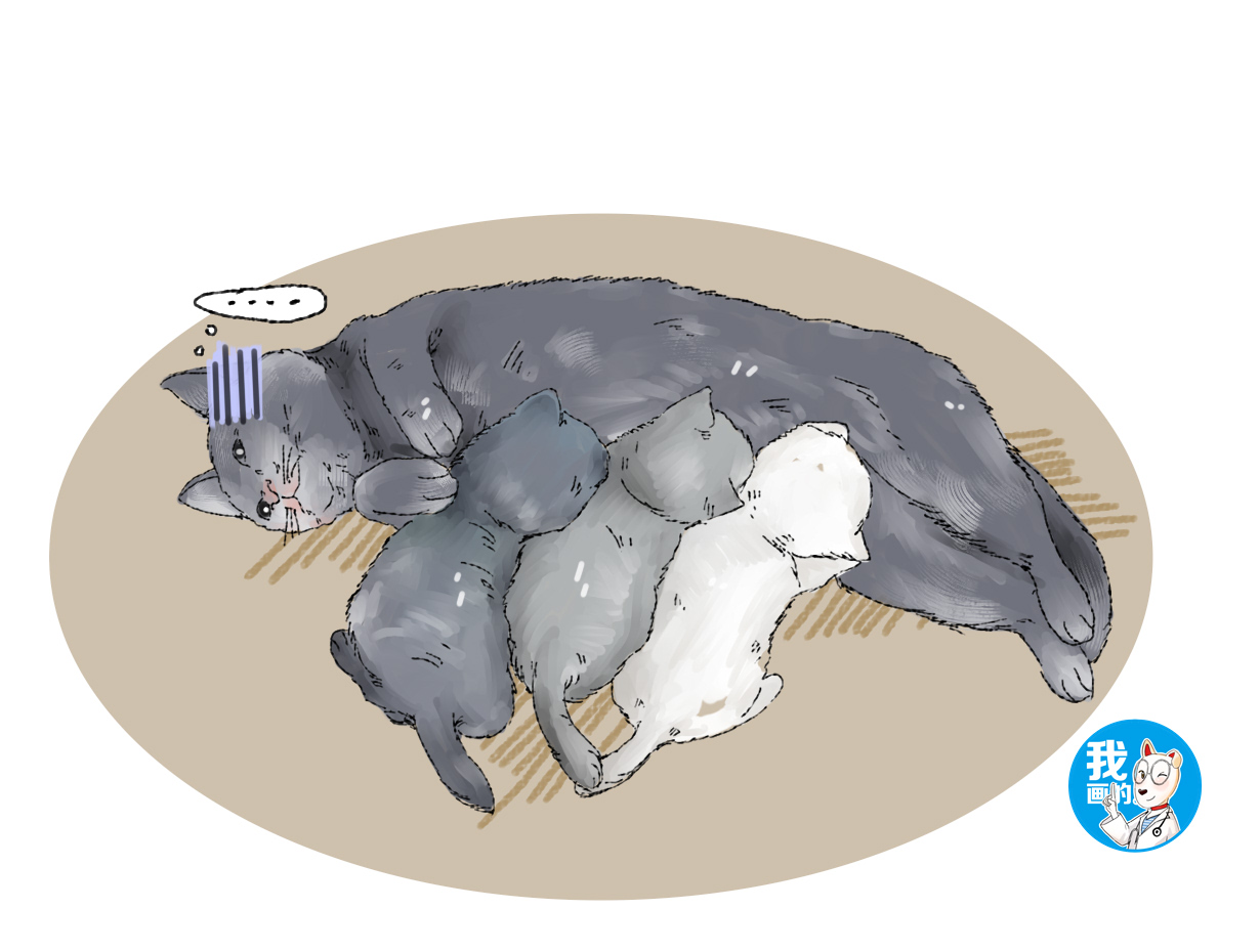 蓝猫怀孕3个月还不生,蓝猫怀孕会有什么迹象