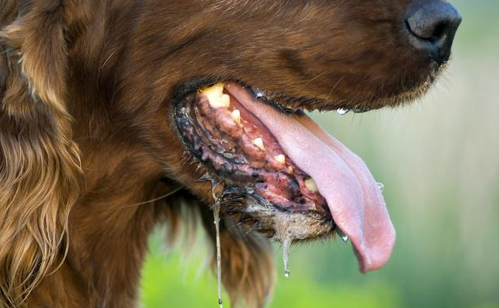 古代怎么治狂犬病,古代是怎么治狂犬病的