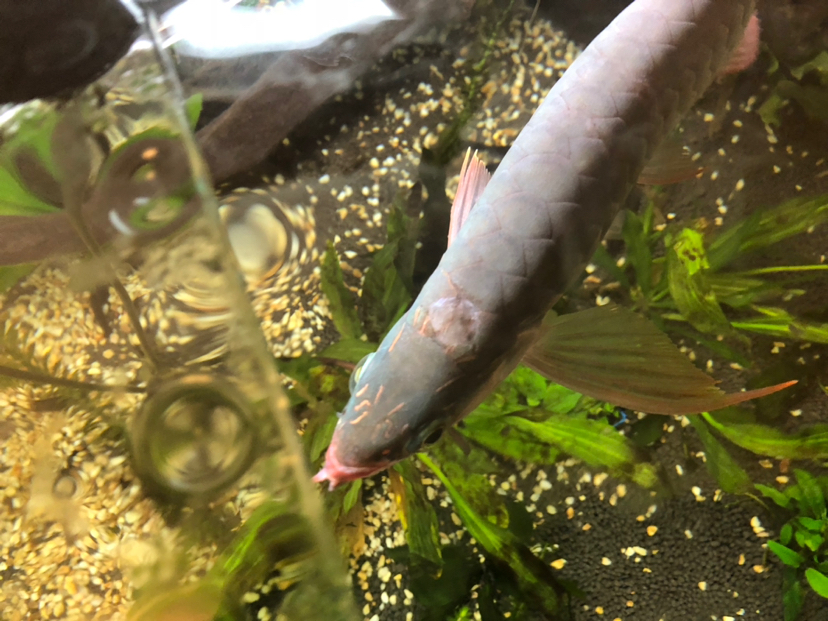 龙鱼须断了要剪掉吗,龙鱼断须不修剪可以恢复吗