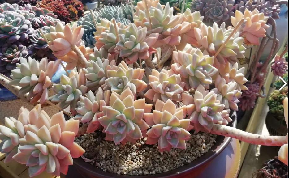 多肉养出状态来有多美？这102种多肉控养上色之后美呆了