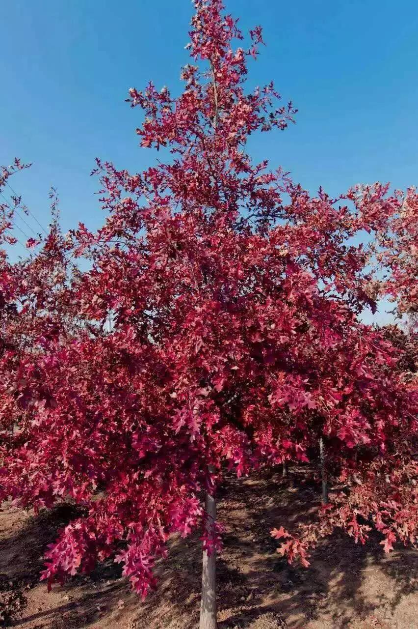 这4种花卉很漂亮花量大观赏度高,20种漂亮花好看不好养