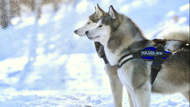 哈士奇掉毛吗有体味吗,哈士奇掉毛排在第几名