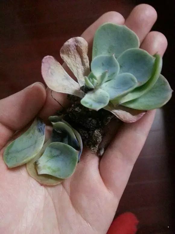 多肉植物的黑叶病怎么办,多肉植物黑色怎么办