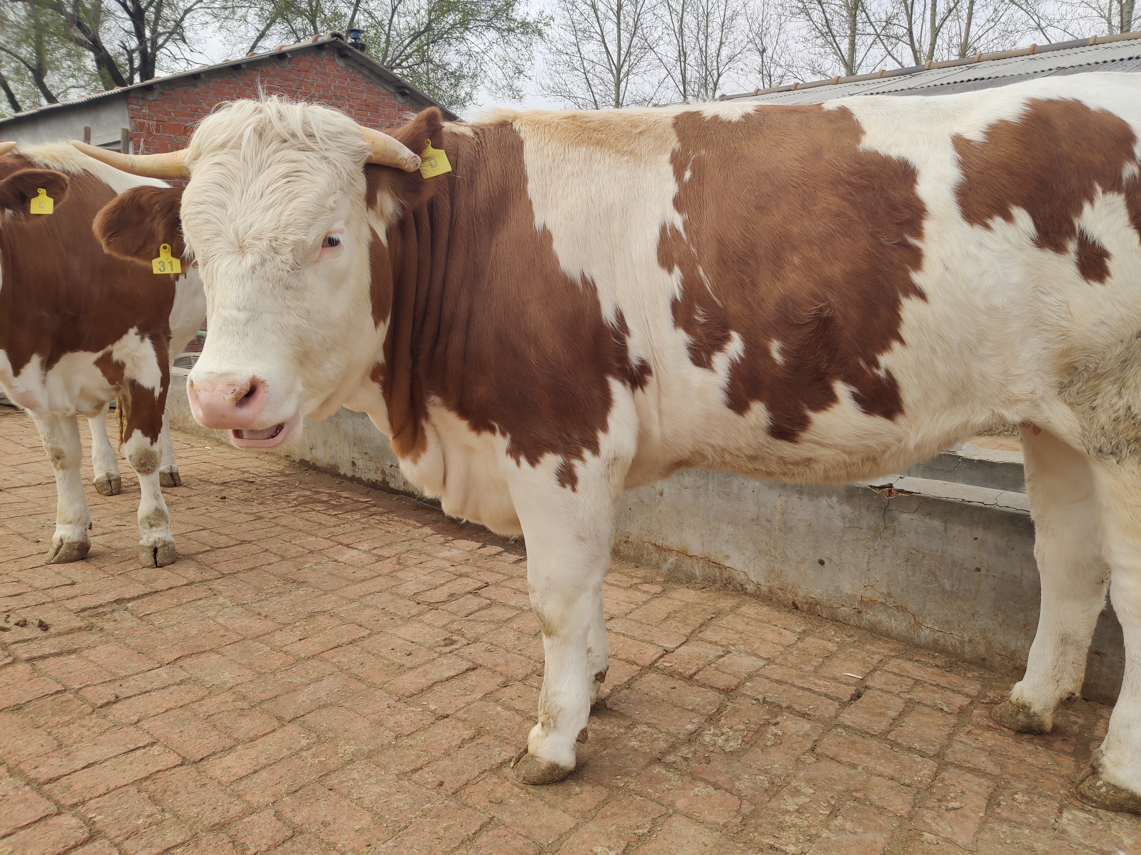 养牛怎么养才能成本低,养牛想赚钱一定要避开这七个误区