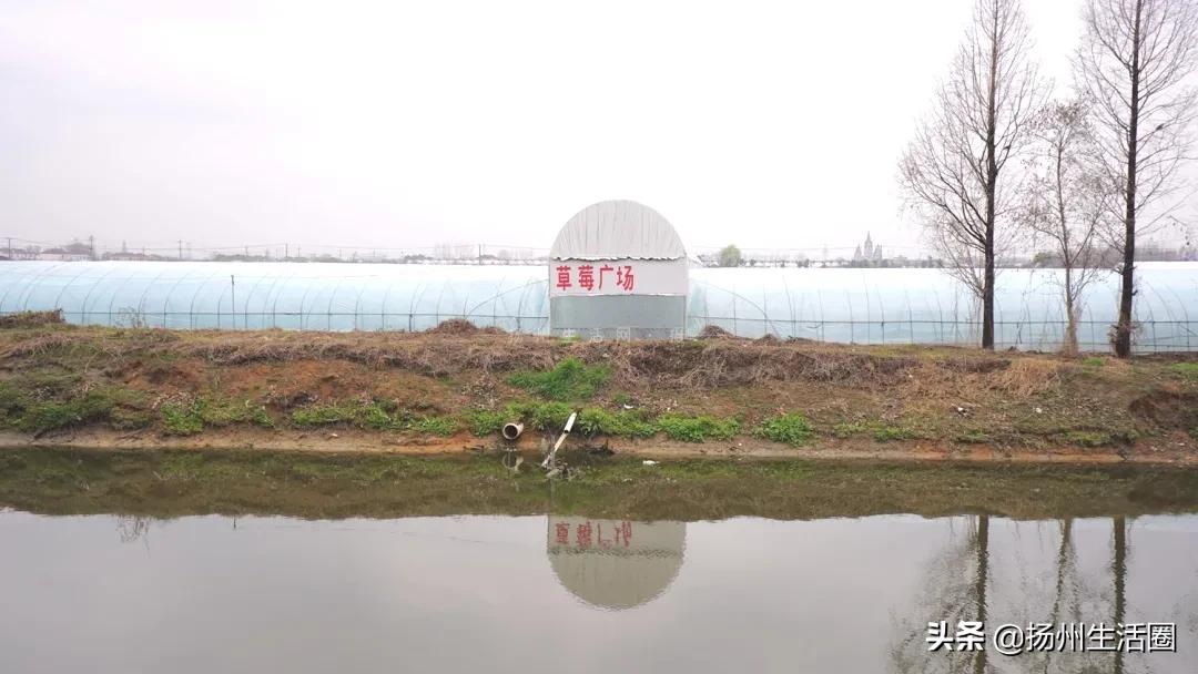 2元花盆批发清仓,2元花卉批发市场