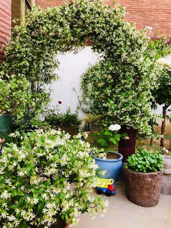 3种极品爬墙花30天爬满庭院,多季开花的爬墙花卉哪些最好养