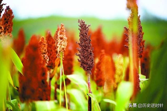 乡村知青的爱情故事,知青和农民爱情故事