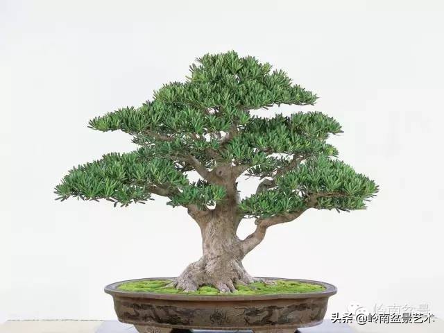 旺财罗汉松,罗汉松招财还是挡煞