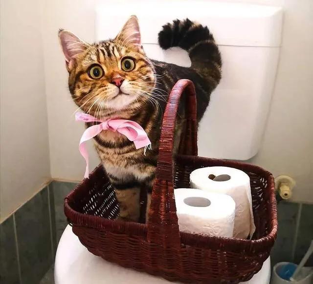 宠物猫粮甄选,宠物猫粮哪种最好